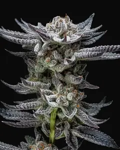 Gorilla Glue Auto