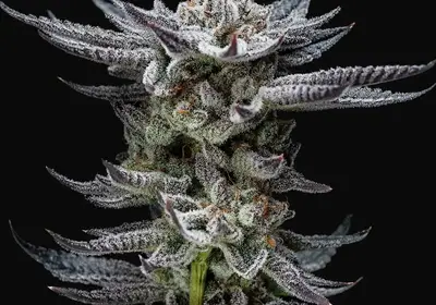 Gorilla Glue Auto