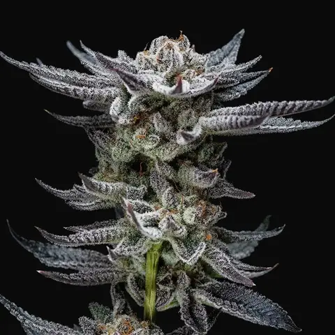 Gorilla Glue Auto