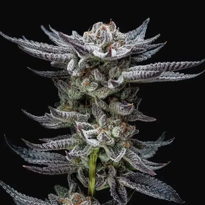 Gorilla Glue Auto