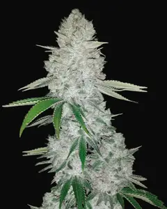 Gorilla Glue Auto
