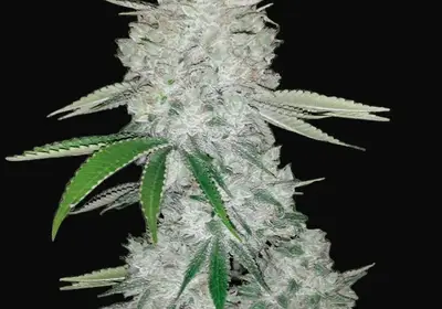Gorilla Glue Auto