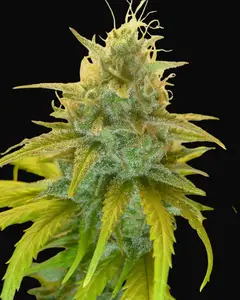 Gorilla Glue