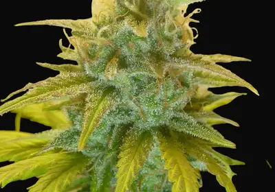 Gorilla Glue