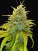 Gorilla Glue