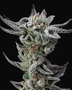 Gorilla Glue Faster