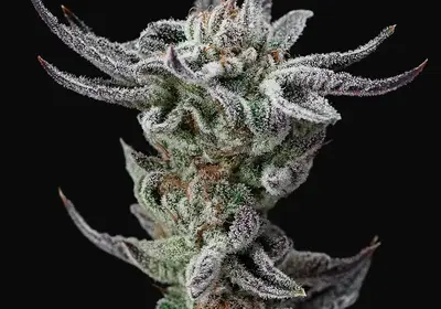 Gorilla Glue Faster