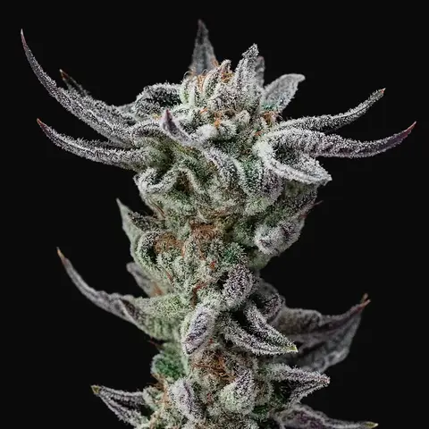 Gorilla Glue Faster