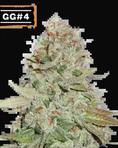 Gorilla Glue