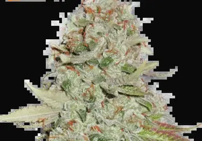 Gorilla Glue
