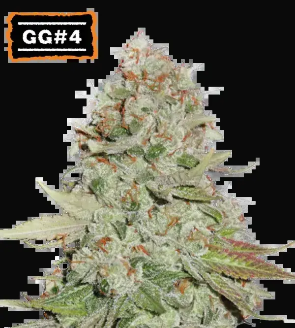 Gorilla Glue