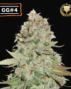 Gorilla Glue
