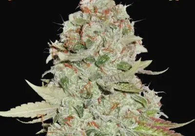 Gorilla Glue