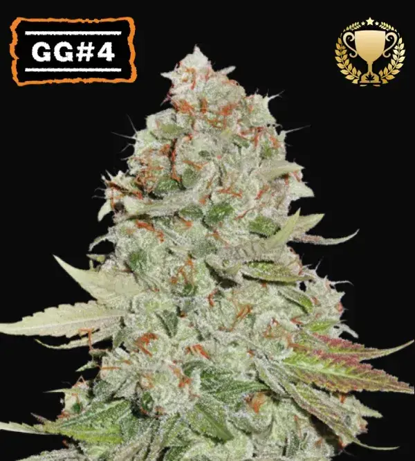 Gorilla Glue