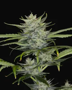 Gorilla King Auto