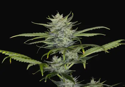 Gorilla King Auto
