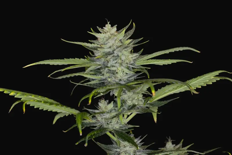 Gorilla King Auto