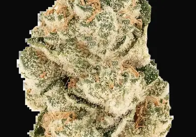 Gorilla Melon