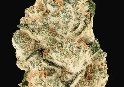 Gorilla Melon