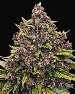 Gorilla Punch Auto