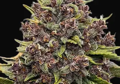 Gorilla Punch Auto
