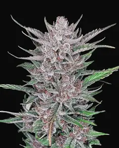 Gorilla Punch Auto