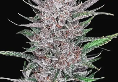 Gorilla Punch Auto