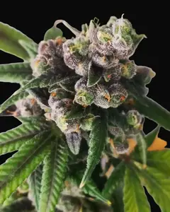 Gorilla Punch Auto