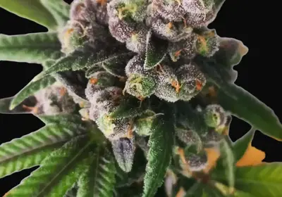 Gorilla Punch Auto