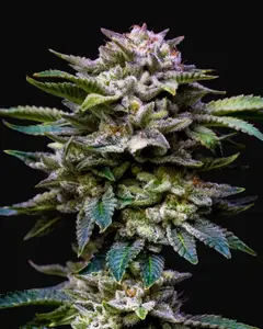 Gorilla Rainbows