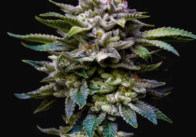 Gorilla Rainbows