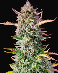 Gorilla Sherbet F1 Fast Version