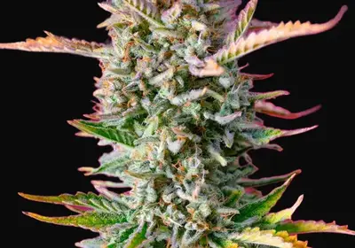 Gorilla Sherbet F1 Fast Version