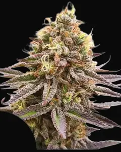 Gorilla Super Glue