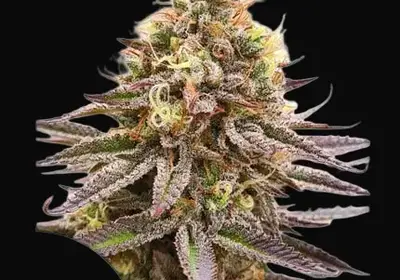 Gorilla Super Glue