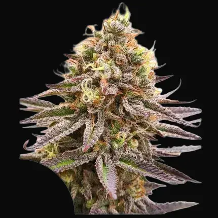 Gorilla Super Glue