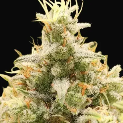 Gorilla Super Glue — zdjęcie 3