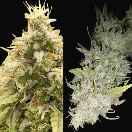 Gorilla Super Glue — zdjęcie 4