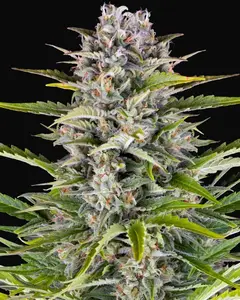 Gorilla Zkittlez Auto