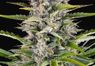 Gorilla Zkittlez Auto