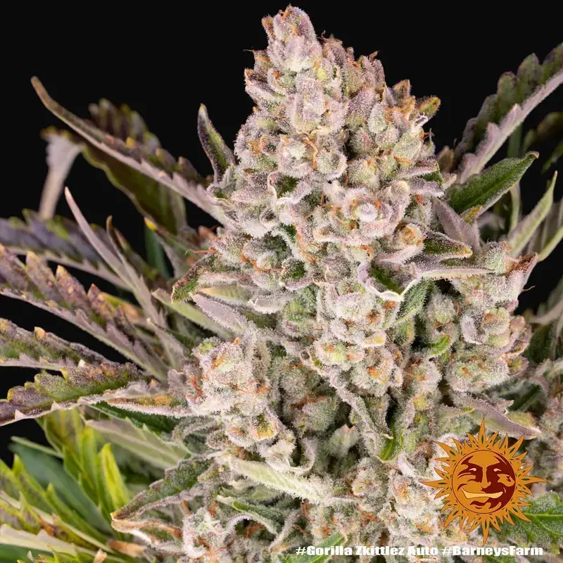 Gorilla Zkittlez Auto — zdjęcie 5