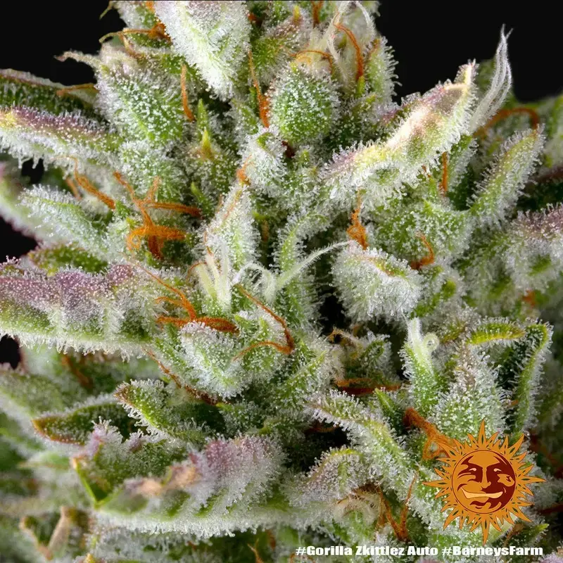 Gorilla Zkittlez Auto — zdjęcie 2
