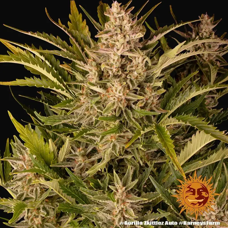 Gorilla Zkittlez Auto — zdjęcie 4