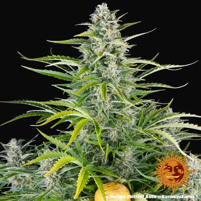 Gorilla Zkittlez Auto — zdjęcie 3