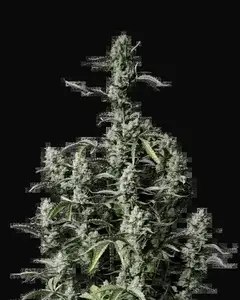 Gorilla Zkittlez Auto