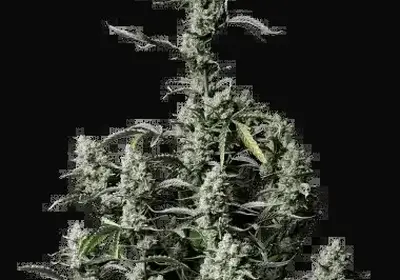 Gorilla Zkittlez Auto