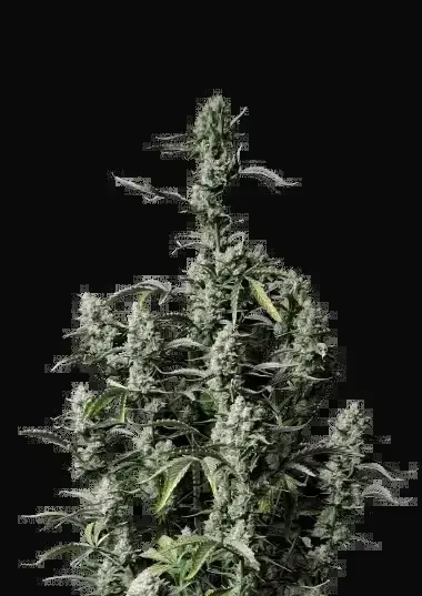 Gorilla Zkittlez Auto