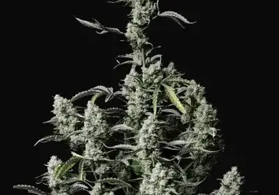 Gorilla Zkittlez Auto