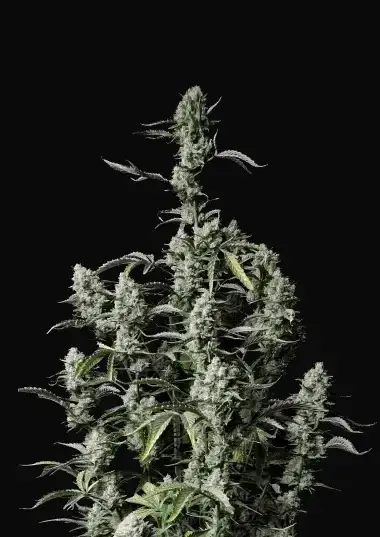 Gorilla Zkittlez Auto