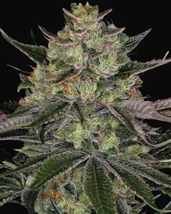 Gorilla Zkittlez